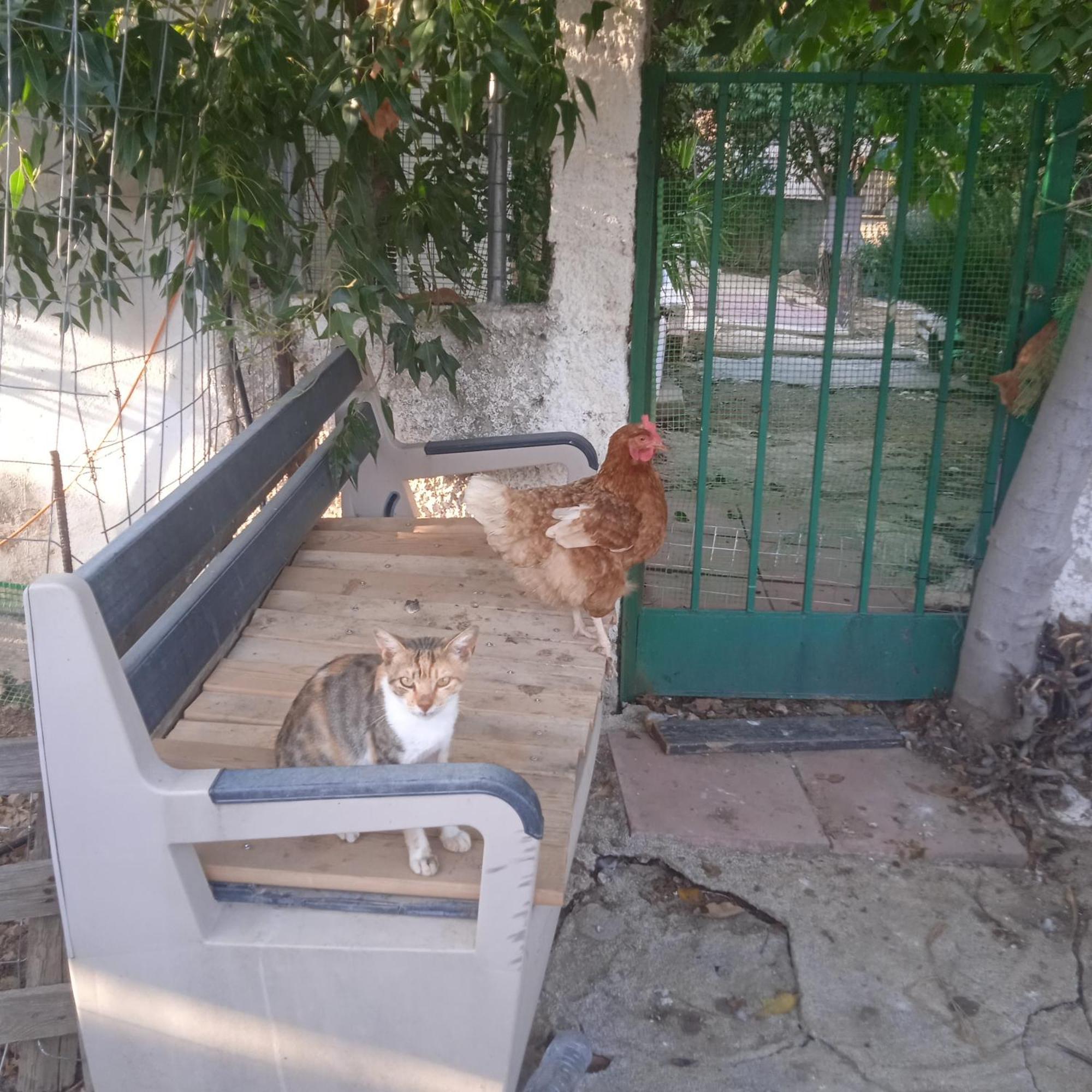 Το Μικρό Σπίτι Στη Φάρμα! Lägenhet Acharnes Exteriör bild